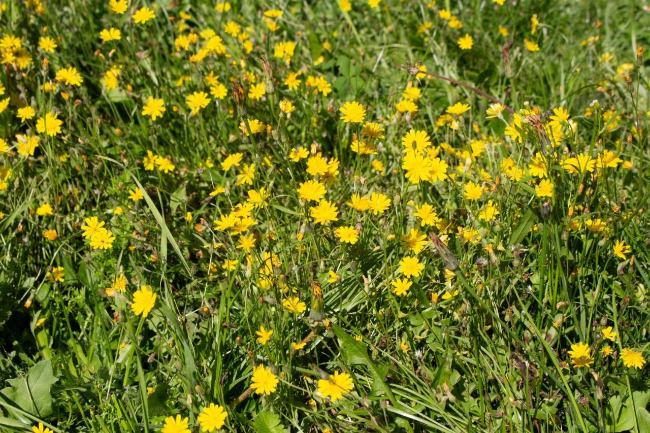 埃姆斯特Geldersche Tuin 6 Persoons别墅 外观 照片